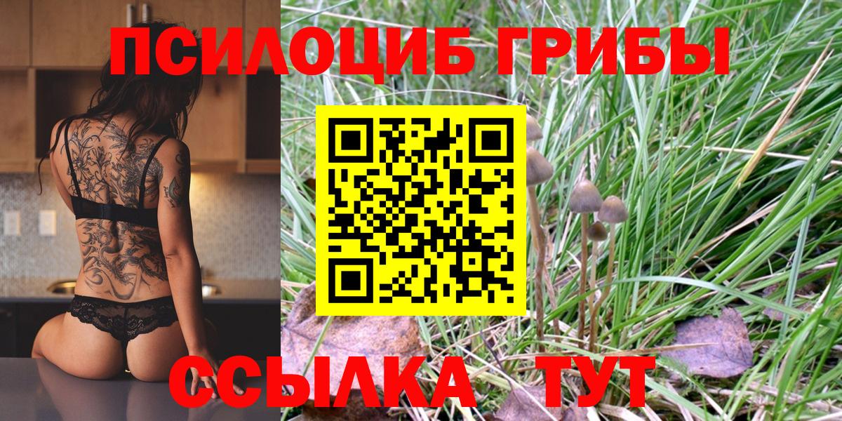Псилоцибиновые грибы Psilocybe Махачкала